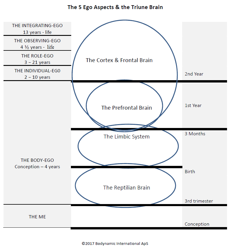 5 ego aspects triune brain bodynamic