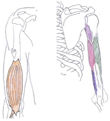 Brachialis triceps medial