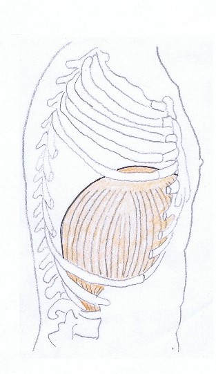 Diaphragm