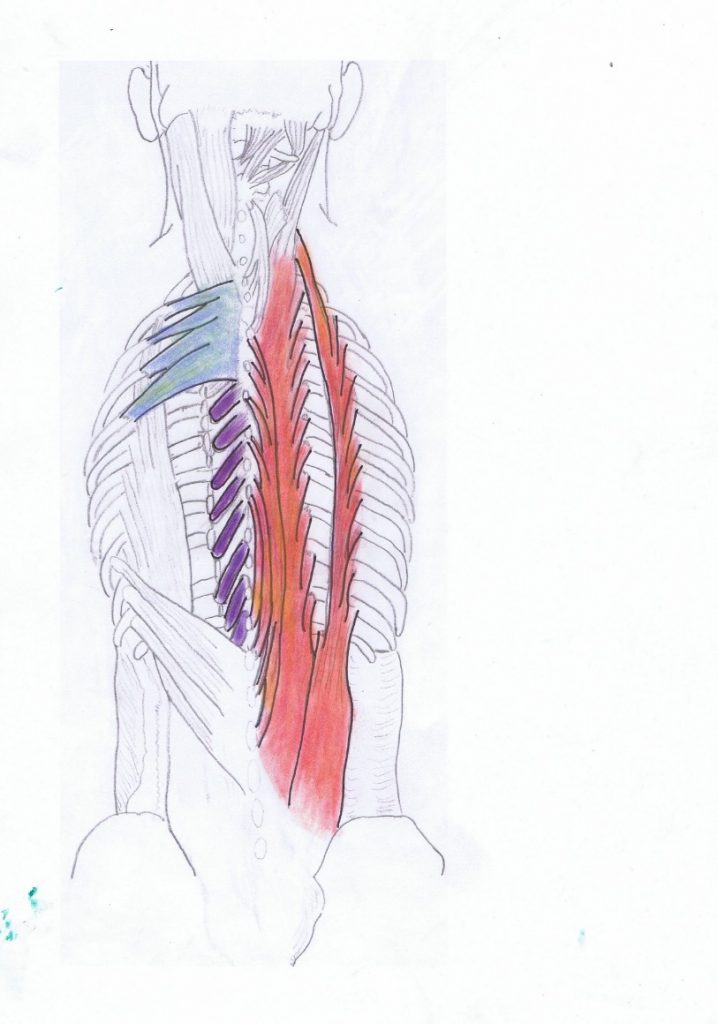 Erector Spinae