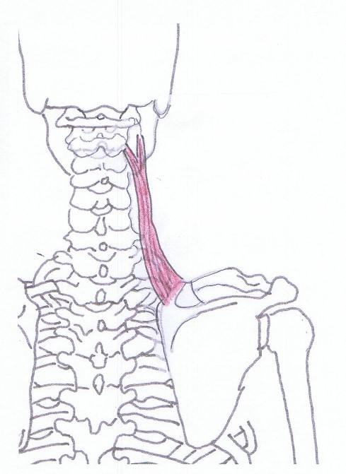Levator Scapula