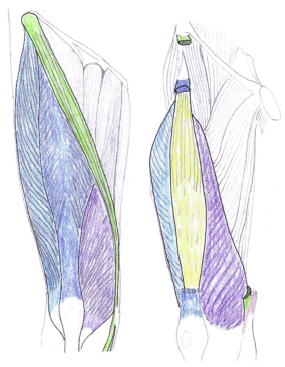 Quadriceps femoris, Rectus Femoris