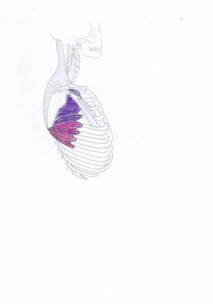 Serratus Anterior