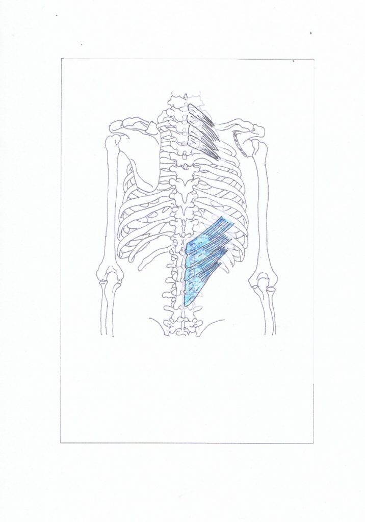 Serratus Posterior Inferior