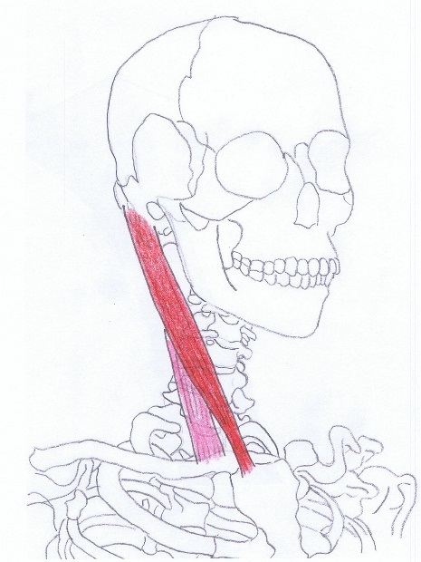Sternocleidomastoideus