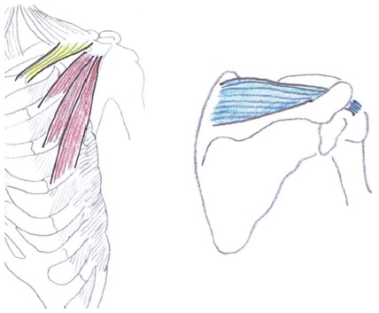 Subclavius Supraspinatus