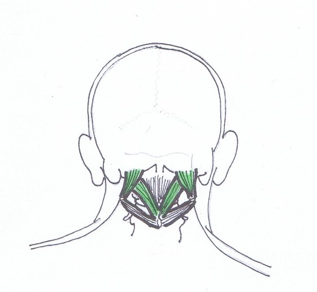 Suboccipitalis bodynamic