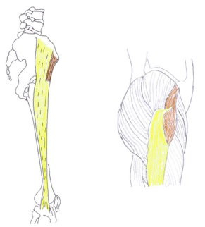 Tensor Fasciae Latae (22) (brown) -Tractus