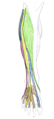 Tibialis Anterior