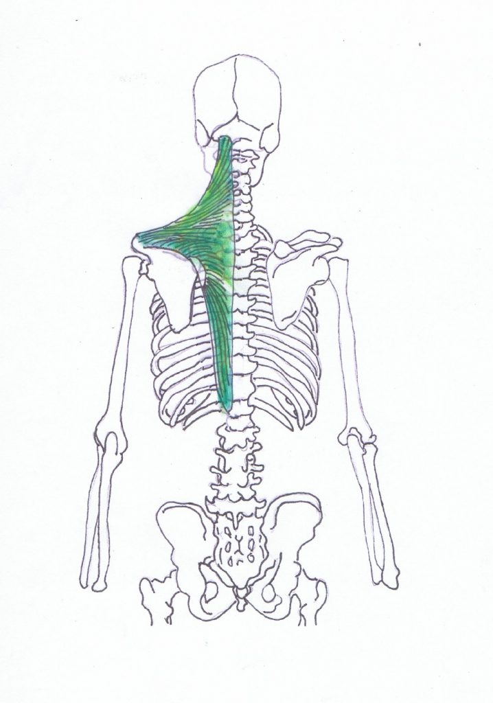 Trapezius medialis