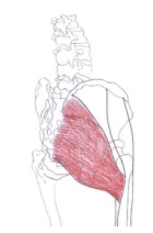 gluteus maximus