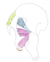 piriformis