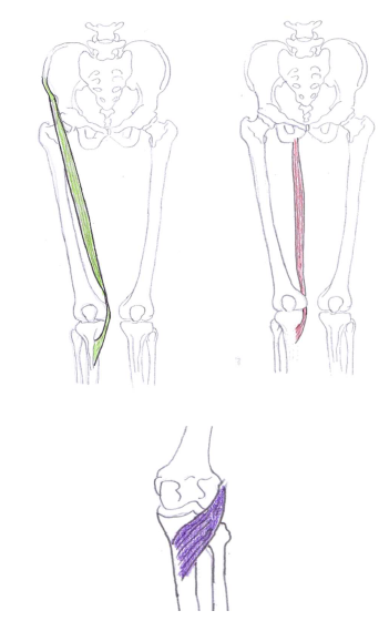 shock muscles