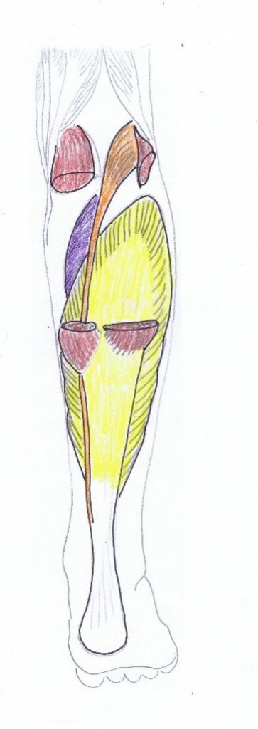 soleus